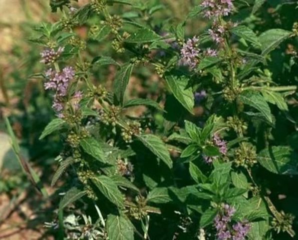 Swamp mint (flea, ombalo, flea): photo and description, useful properties and contraindications