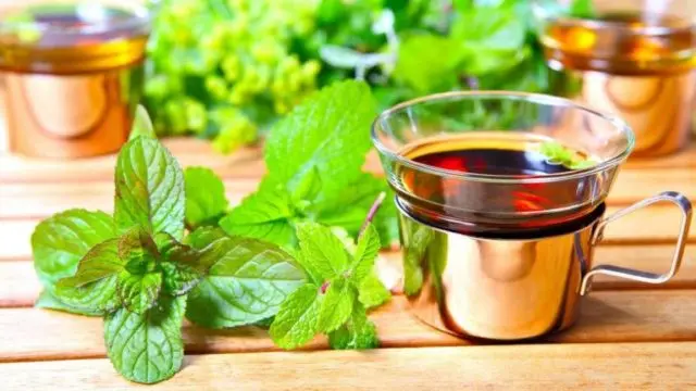 Swamp mint (flea, ombalo, flea): photo and description, useful properties and contraindications