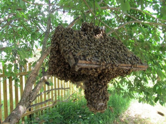 swarming bees