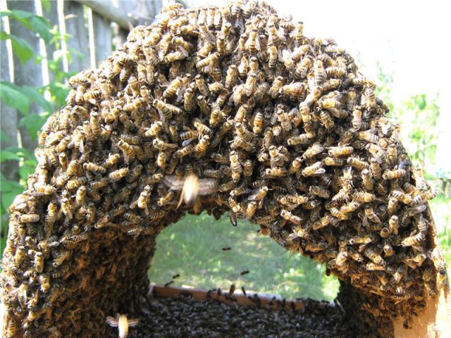 swarming bees