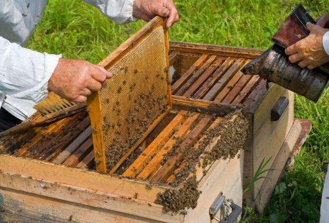 swarming bees