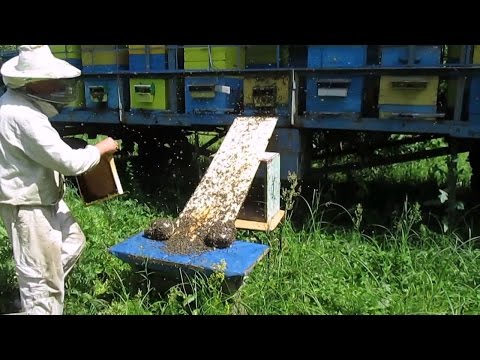 swarming bees