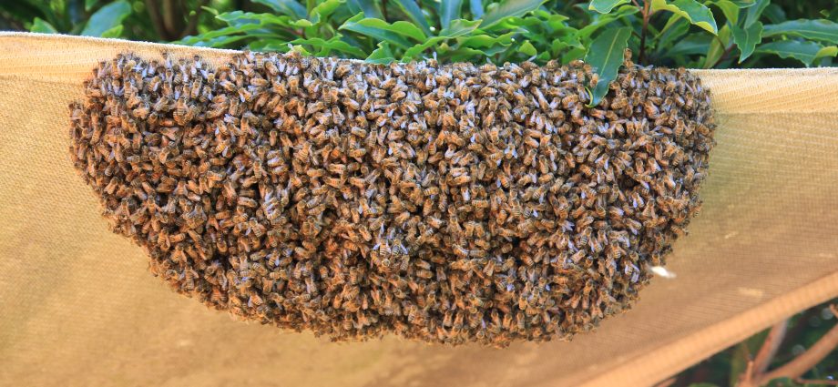 swarming bees