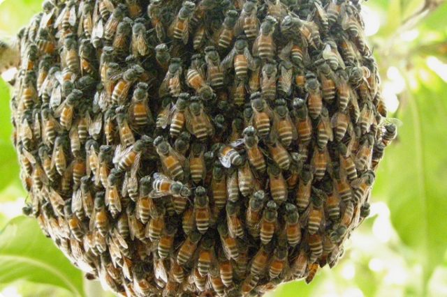 Swarming bees and measures to prevent it