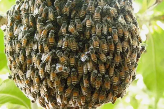 Swarming bees and measures to prevent it