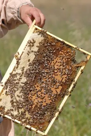 Swarming bees and measures to prevent it