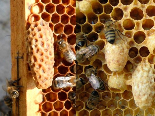 Swarming bees and measures to prevent it