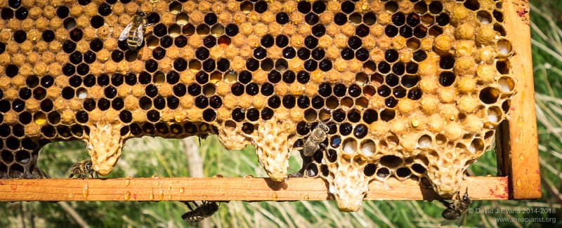 Swarming bees and measures to prevent it