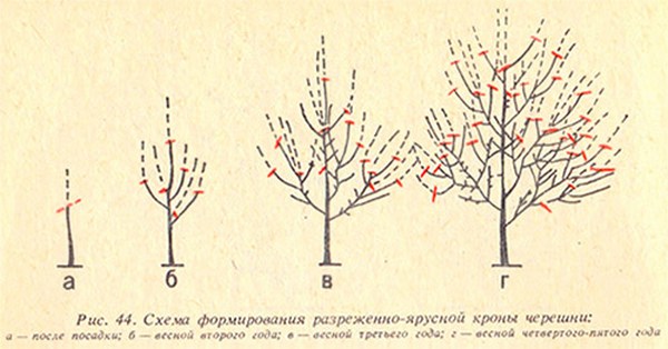 Sweet cherry Astakhovs favorite