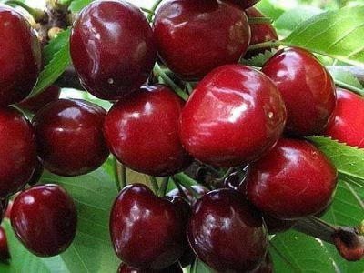 Sweet cherry Bryanochka