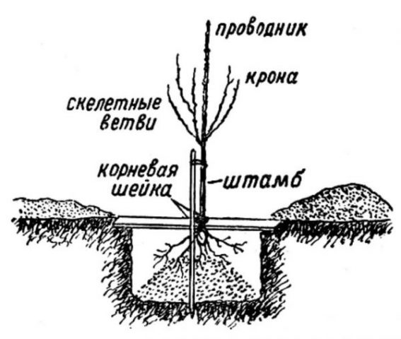 Sweet cherry Bryanochka