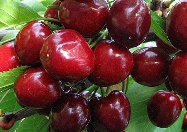 Sweet cherry Bryanochka