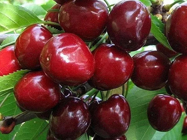 Sweet cherry Bryanochka