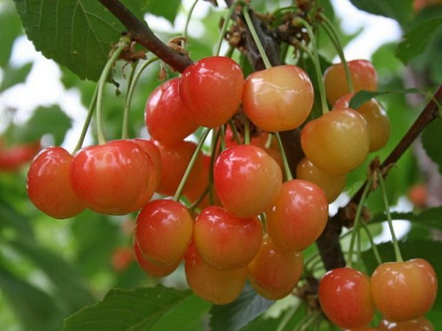 Sweet cherry Bryansk Yellow: variety description, photos, reviews