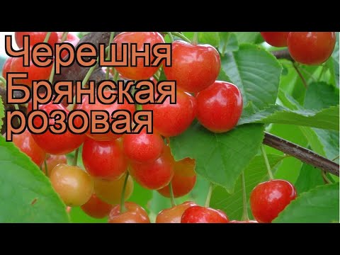 Sweet cherry Bryansk Yellow: variety description, photos, reviews