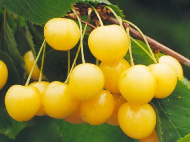 Sweet cherry Bryansk Yellow: variety description, photos, reviews