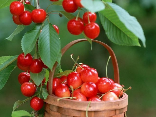 Sweet cherry Bryansk Yellow: variety description, photos, reviews