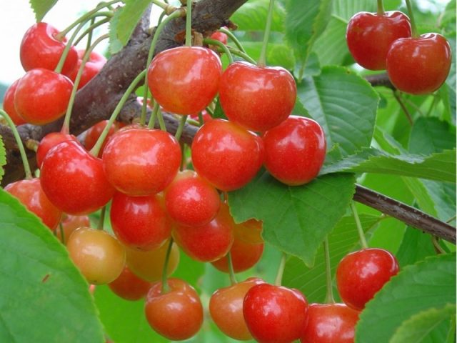 Sweet cherry Bryansk Yellow: variety description, photos, reviews