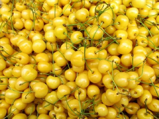 Sweet cherry Bryansk Yellow: variety description, photos, reviews