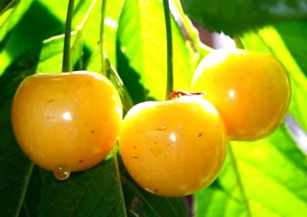 Sweet cherry Bryansk Yellow: variety description, photos, reviews