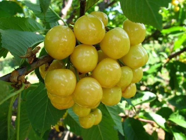 Sweet cherry Bryansk Yellow: variety description, photos, reviews