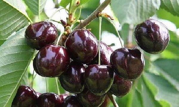 Sweet cherry Donetsk ember