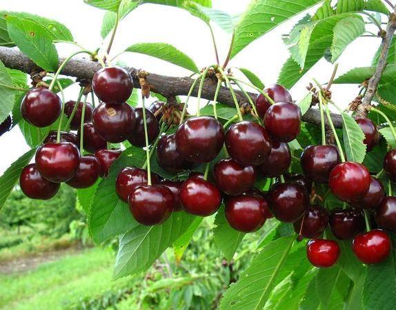 Sweet cherry Donetsk ember