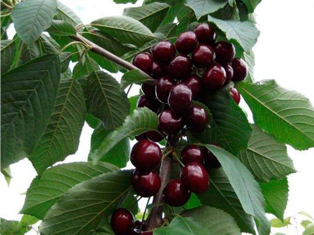 Sweet cherry Donetsk ember