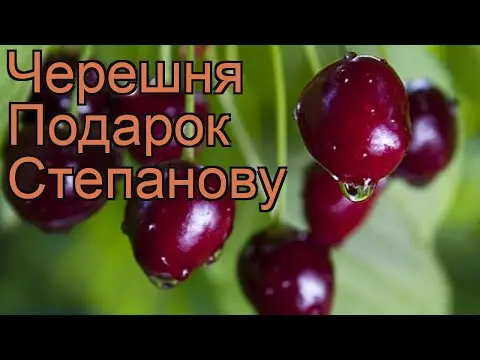 Sweet cherry Gift to Stepanov