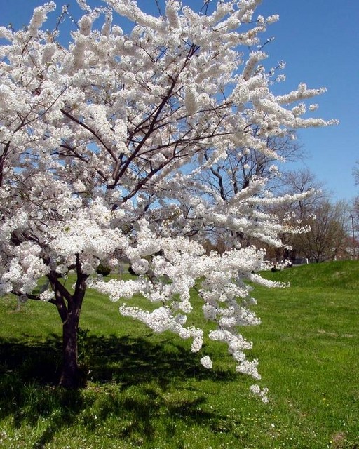 Sweet cherry in the Moscow region - the best varieties