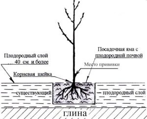 Sweet cherry in the Moscow region - the best varieties