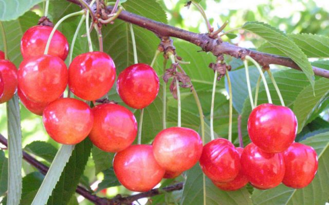 Sweet cherry in the Moscow region - the best varieties