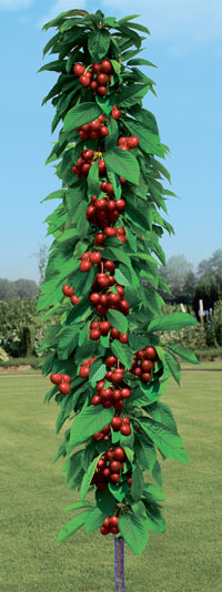 Sweet cherry in the Moscow region - the best varieties