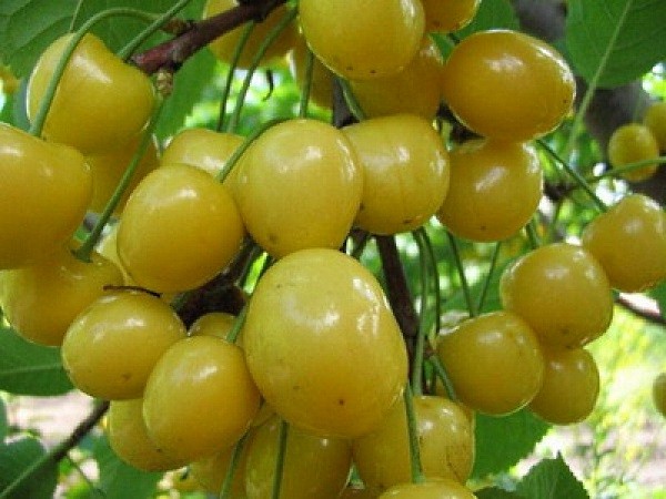 Sweet cherry in the Moscow region - the best varieties