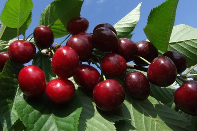 Sweet cherry in the Moscow region - the best varieties