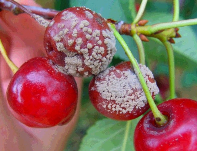 Sweet cherry in the Moscow region - the best varieties