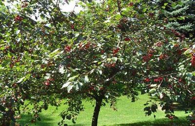 Sweet cherry in the Moscow region - the best varieties