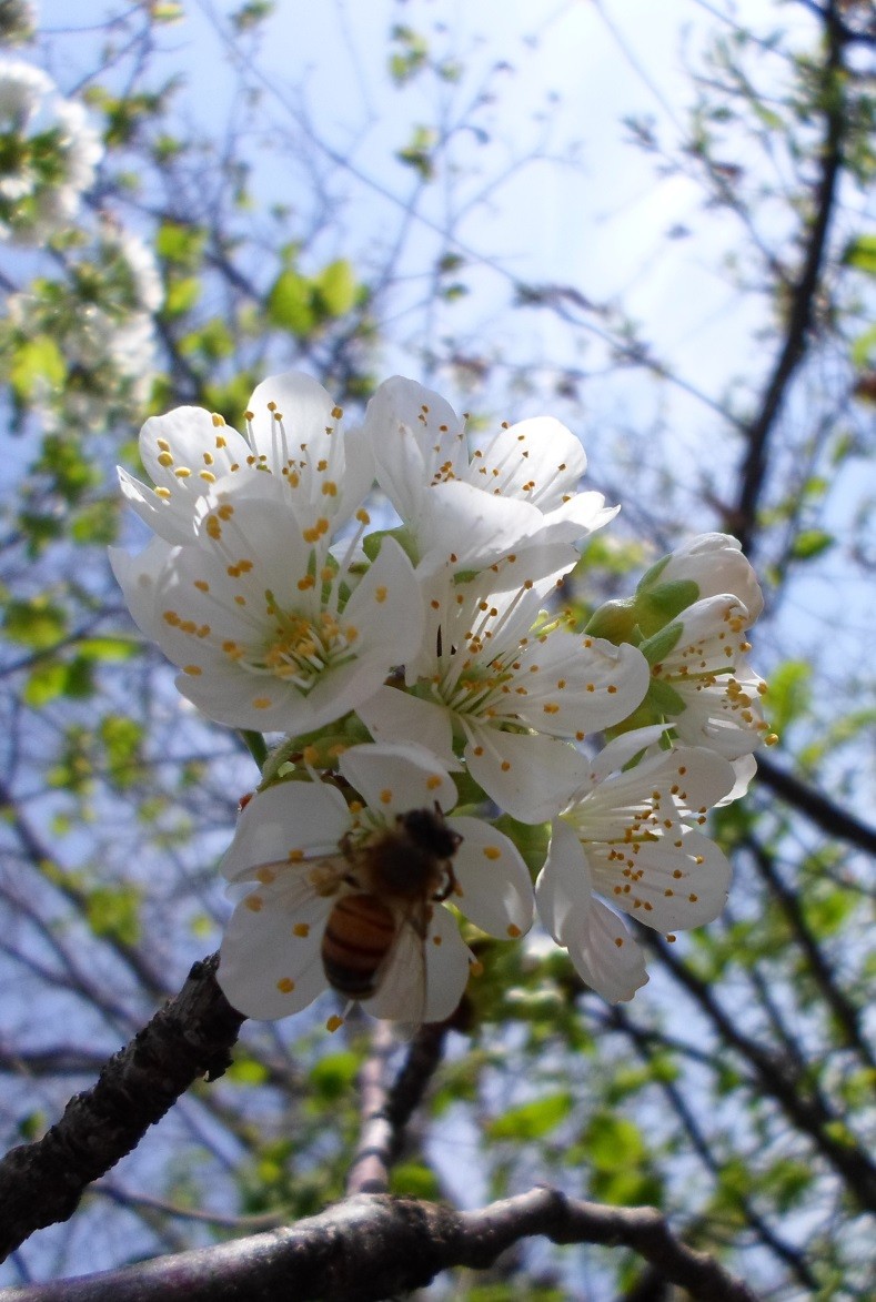 Sweet cherry in the Moscow region - the best varieties