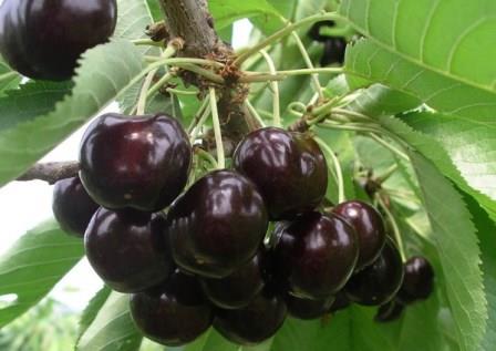 Sweet cherry in the Moscow region - the best varieties