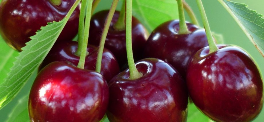 Sweet cherry in the Moscow region &#8211; the best varieties