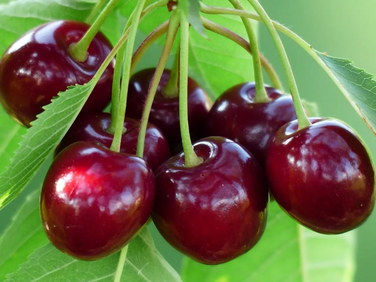 Sweet cherry in the Moscow region &#8211; the best varieties