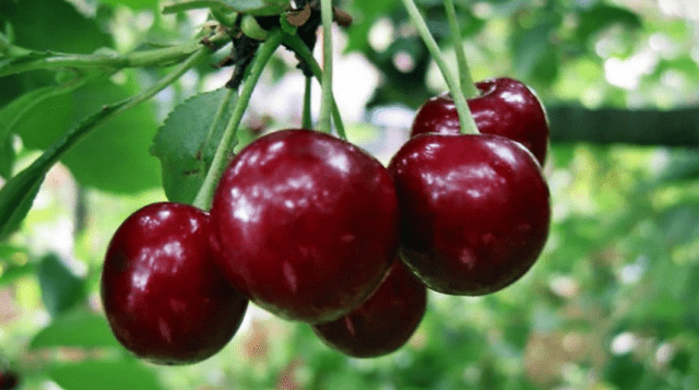 Sweet cherry large-fruited