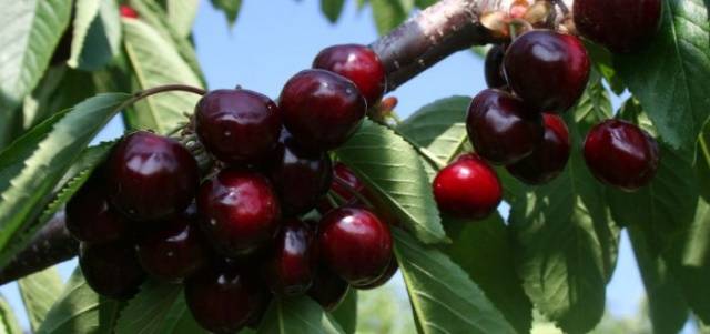 Sweet cherry large-fruited