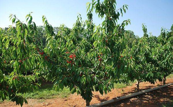 Sweet cherry large-fruited