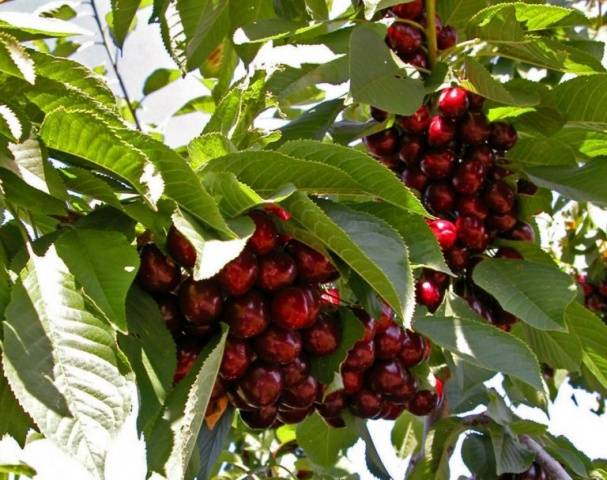 Sweet cherry large-fruited