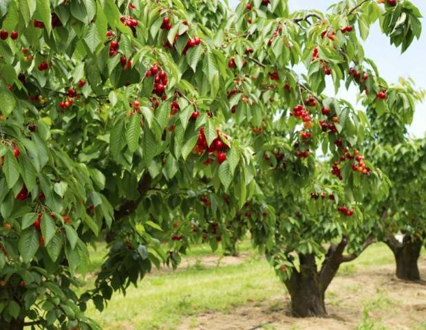 Sweet cherry large-fruited