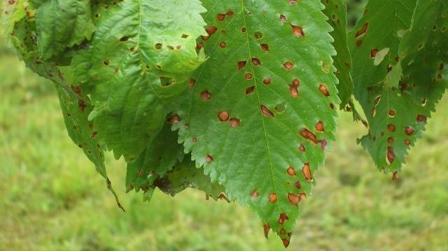 Sweet cherry large-fruited