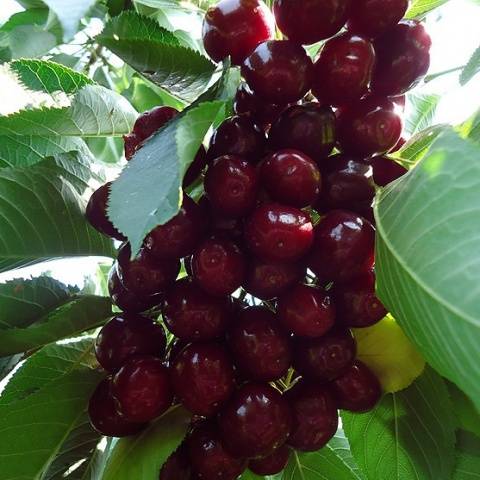 Sweet cherry large-fruited