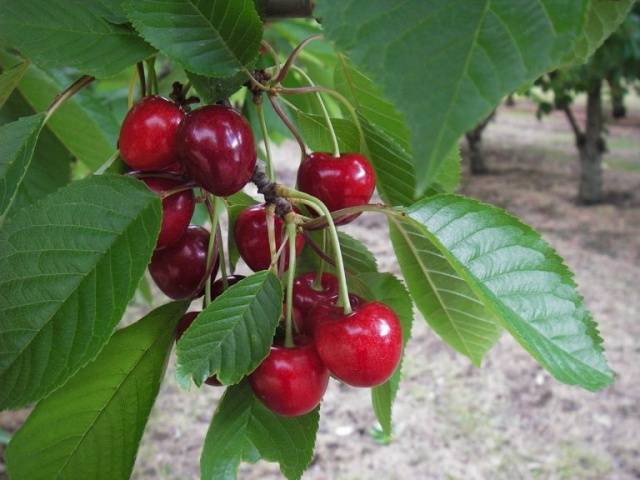 Sweet cherry large-fruited