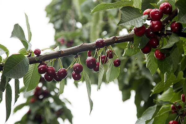 Sweet cherry Leningradskaya black